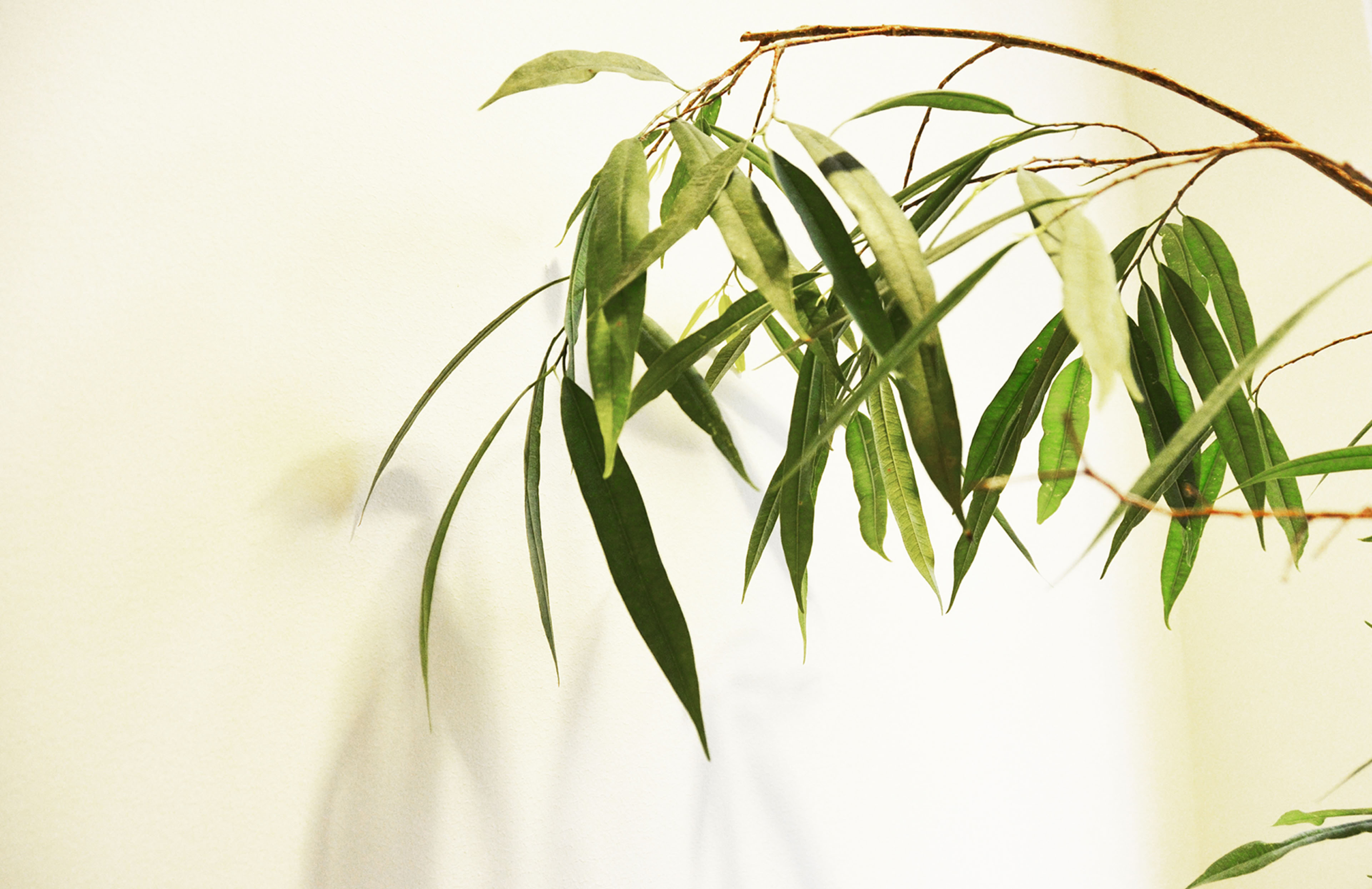 XUND AM ZOO, xund bewegt, Haltung und Gesundheit, Atemtherapie, Psychotonik, Z&uuml;richbergstrasse 193, Z&uuml;richberg Z&uuml;rich 